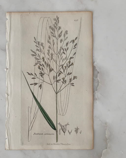 Antique Botanical Engraving