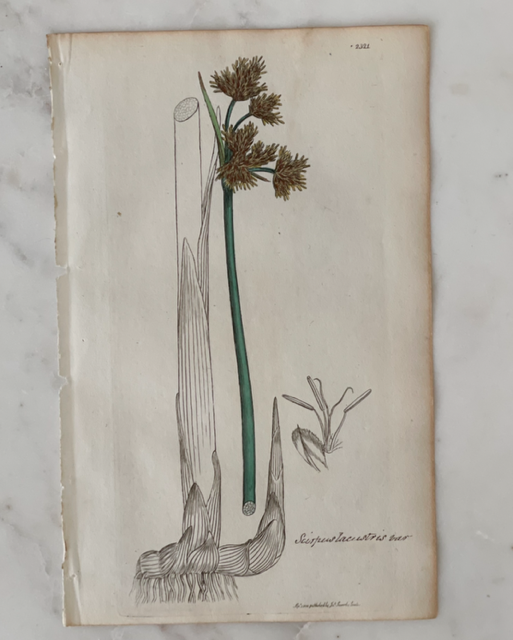 Antique Botanical Engraving