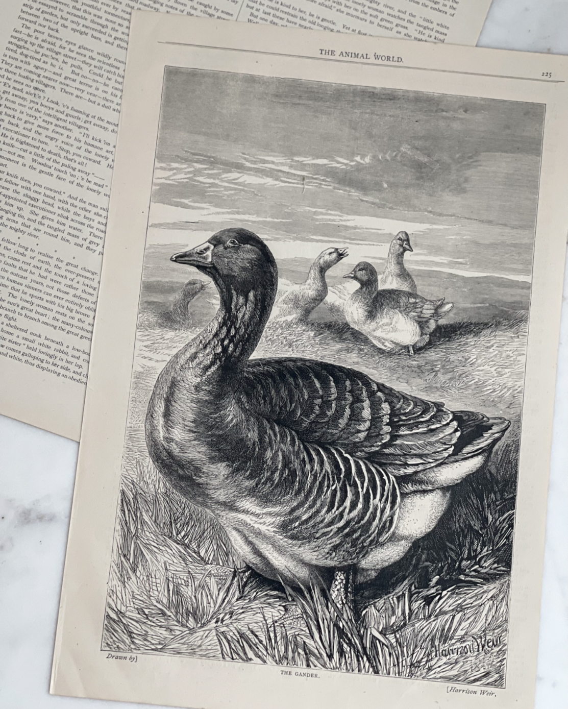 Antique English Engraving - The Gander