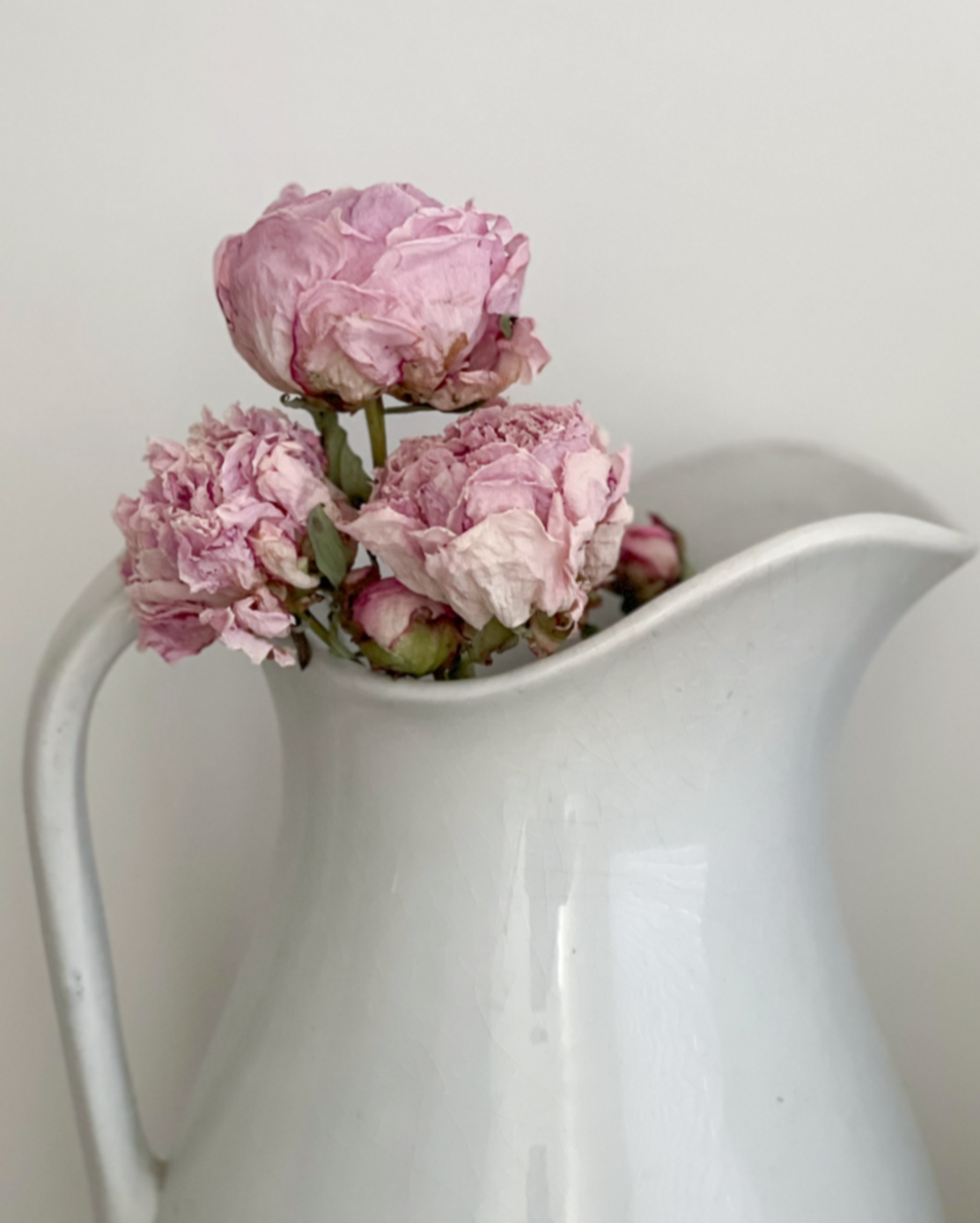 Dried Shirley Temple Peonies