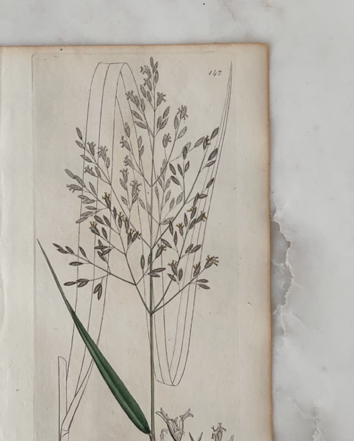 Antique Botanical Engraving