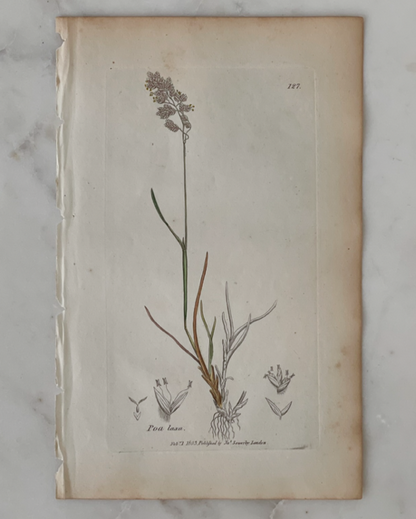 Antique Botanical Engraving - C