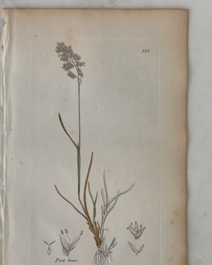 Antique Botanical Engraving - C