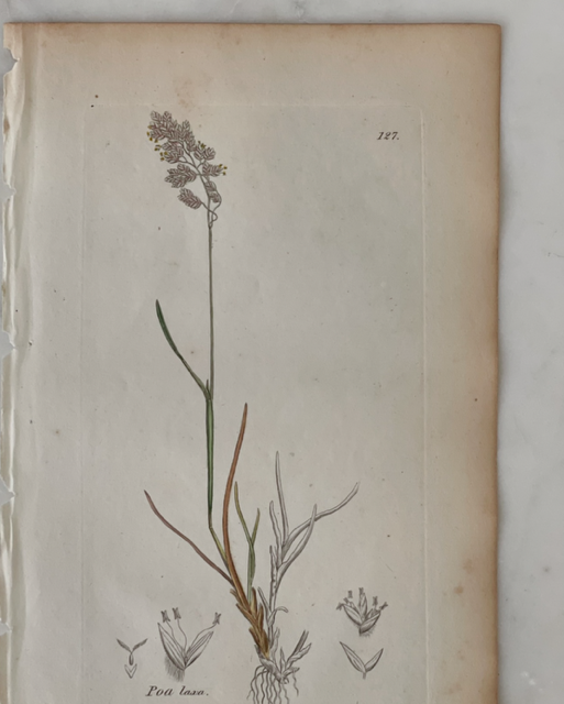 Antique Botanical Engraving - C