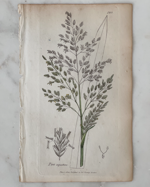Antique Botanical Engraving - A