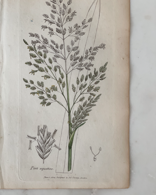 Antique Botanical Engraving - A