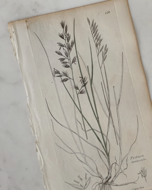 Antique Botanical Engraving