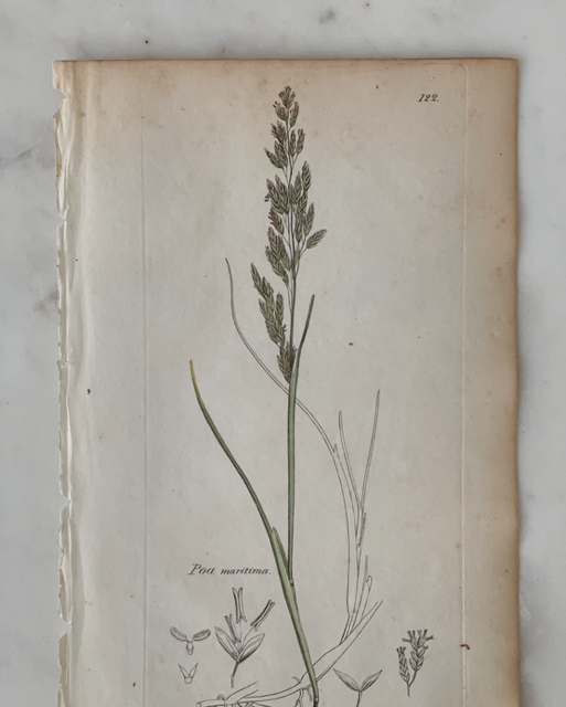 Antique Botanical Engraving