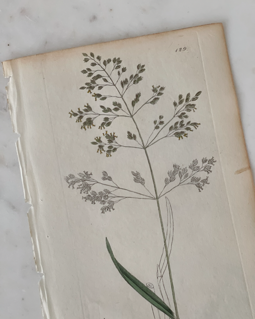 Antique Botanical Engraving