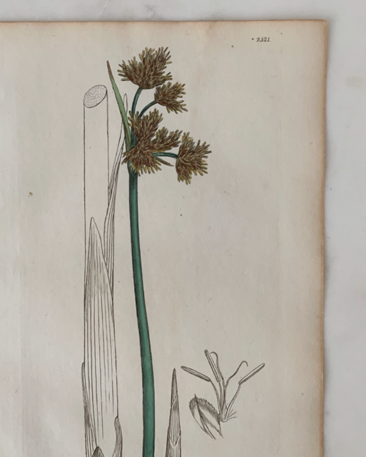Antique Botanical Engraving