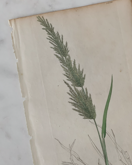 Antique Botanical Engraving - B