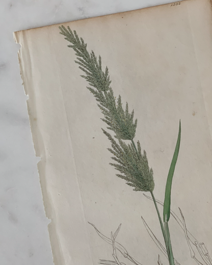 Antique Botanical Engraving - B