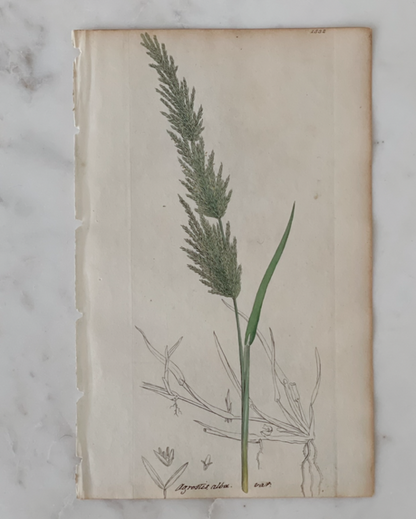 Antique Botanical Engraving - B
