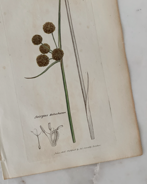 Antique Botanical Engraving