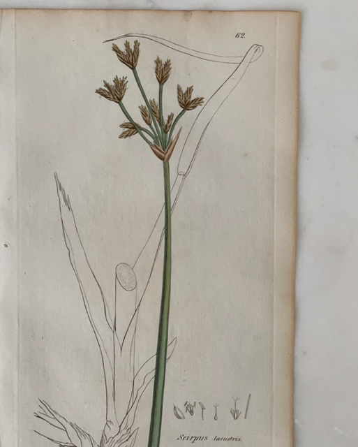 Antique Botanical Engraving