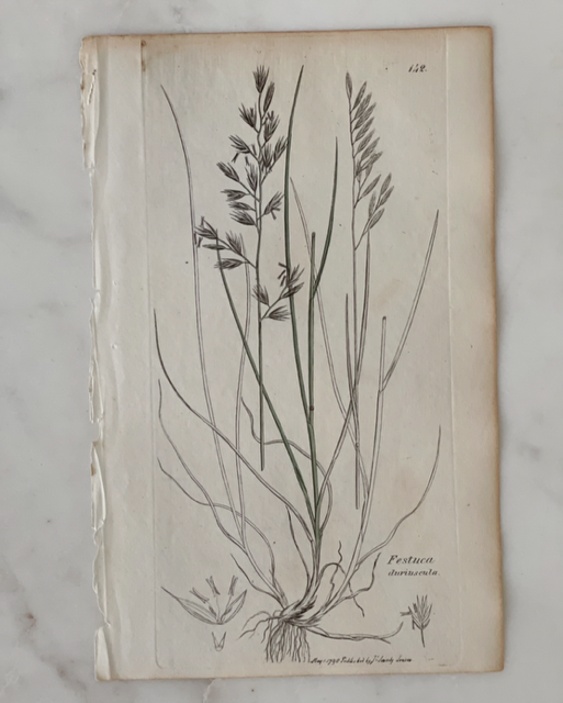 Antique Botanical Engraving