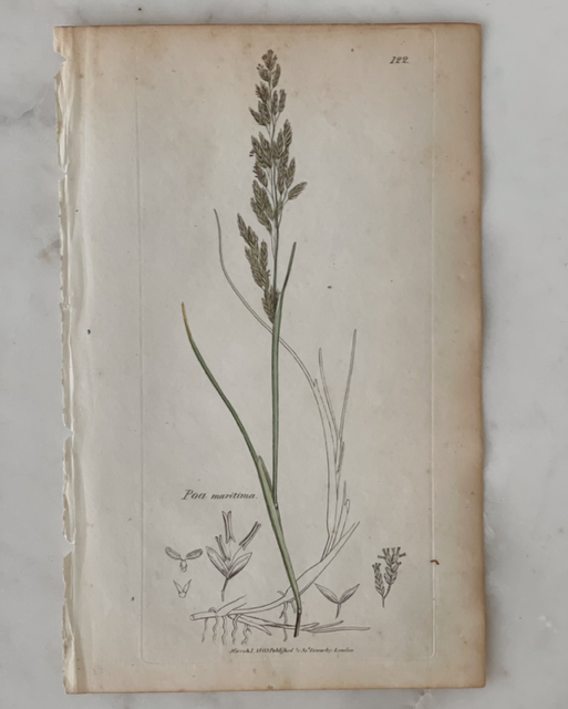 Antique Botanical Engraving