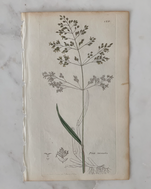 Antique Botanical Engraving