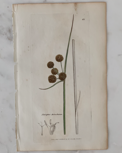 Antique Botanical Engraving