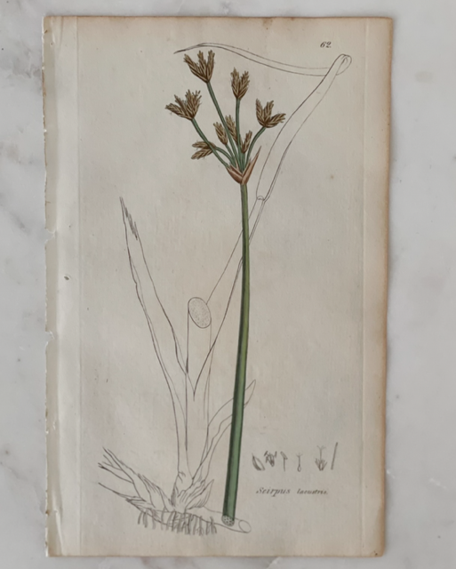 Antique Botanical Engraving