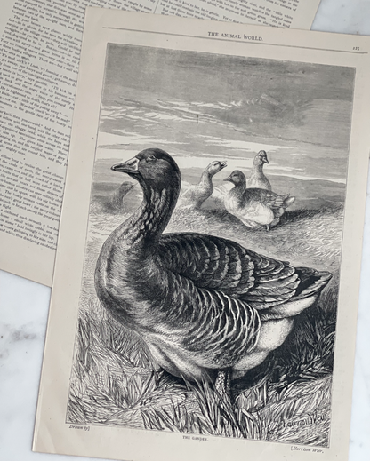 Antique English Engraving - The Gander