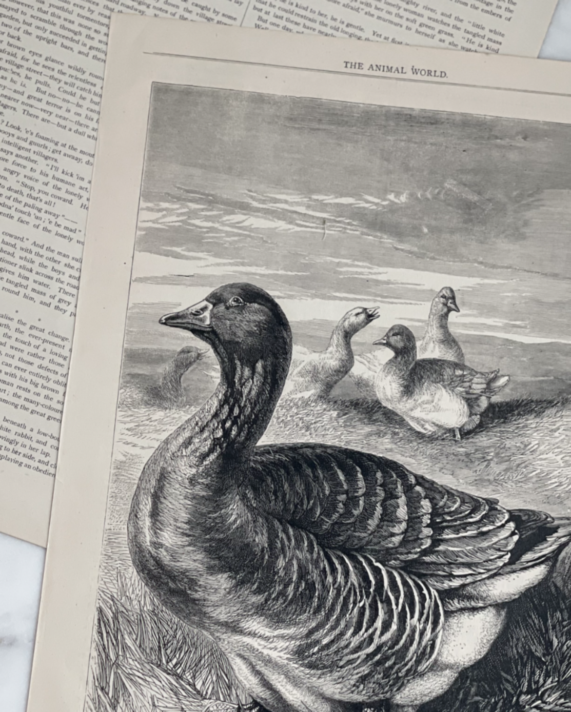 Antique English Engraving - The Gander