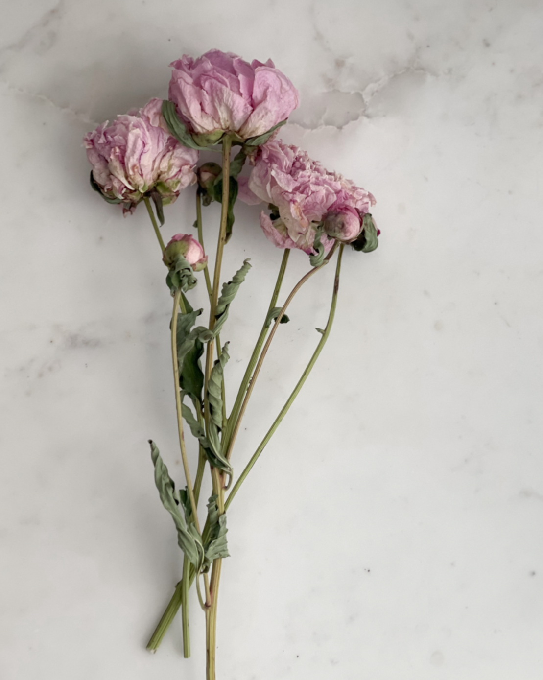Dried Shirley Temple Peonies
