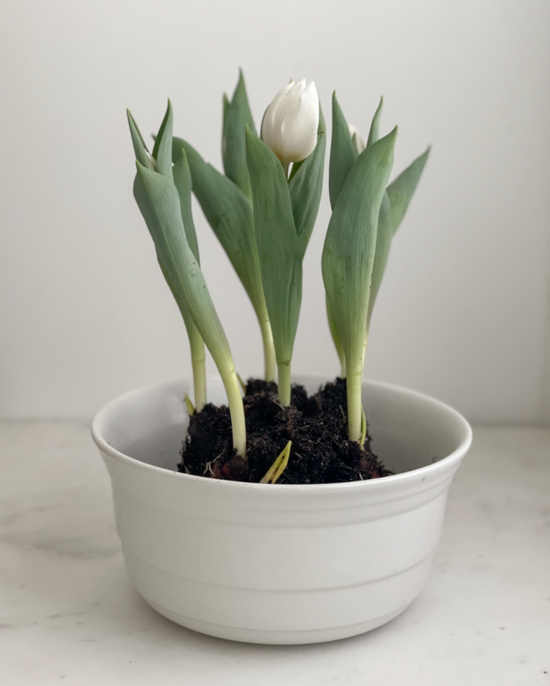 Vintage Banded Serving Bowl